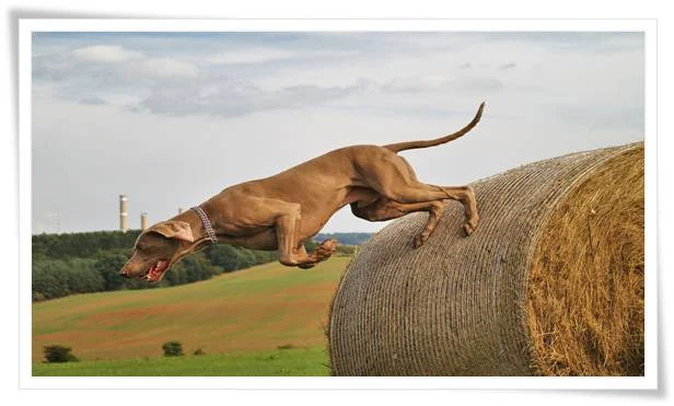 Crate Training Weimaraner