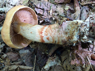 Cortinarius armillatus - Cortinaire à bracelets - Cortinaire à colliers