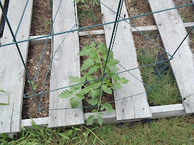 Pallet Garden 