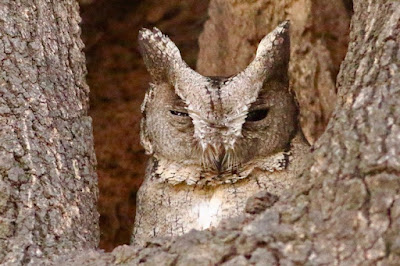 Indian Scops-Owl