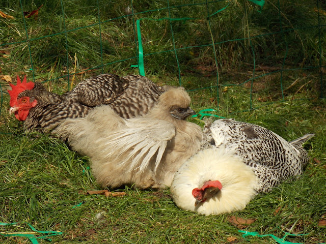 Scoop ! Poules de luxe en train de bronzer, sans maillot !