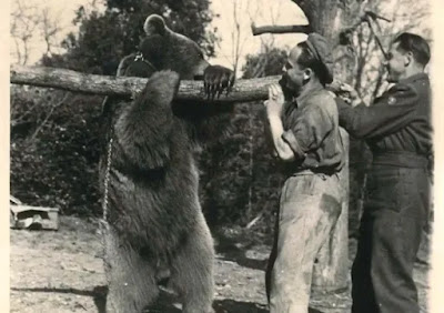 El oso polaco Wotjek - Segunda Guerra Mundial