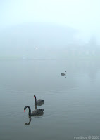 misty torrens with swans