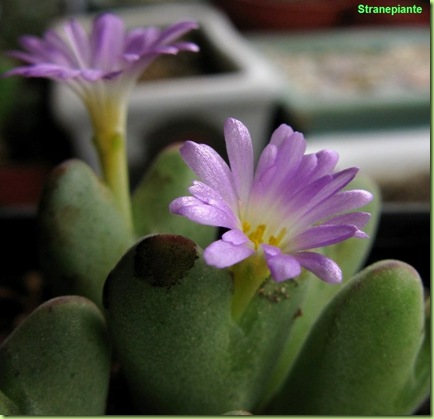Fiori-Conophytum-chauviniae