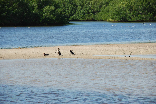 J.N. Ding Darling National Wildlife Refuge