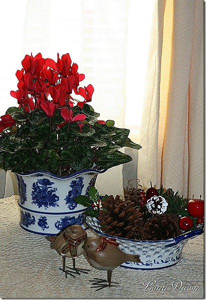 Cyclamen_Red