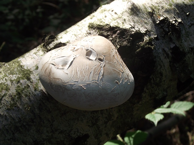 Piptoporus betulinus