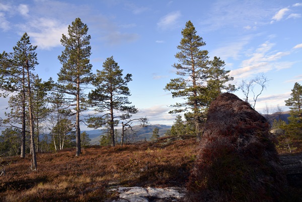 Kringsjå Gulsvik