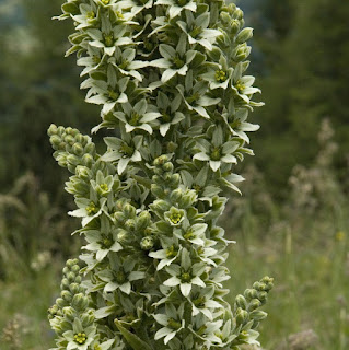 Veratrum album (homeopathie)