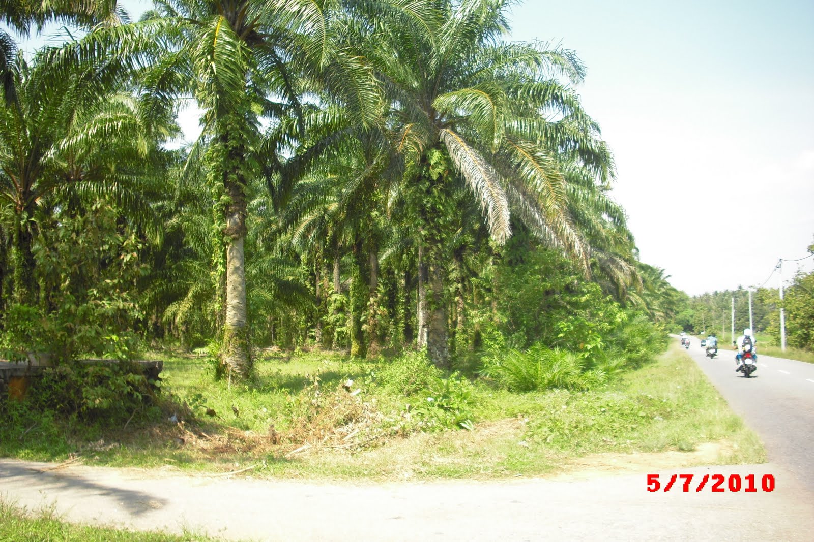 nasisejuk dot com Ladang kelapa  sawit di Merbok untuk dijual