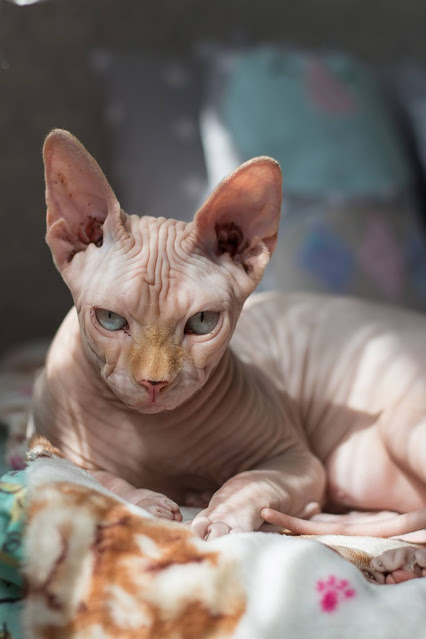 10 Most Expensive Cat Breeds