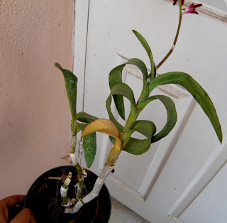 An orchid that really needs attention