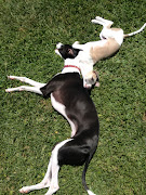 . litter) and Penny (Penne)doing the yin & yang thing, whippet style.