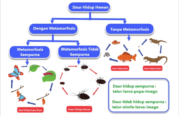  Materi dan Kunci Jawaban Tematik Kelas  Materi dan Kunci Jawaban Tematik Kelas 5 Tema 5 Subtema 1 Halaman 40, 41, 42, 46