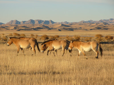 Le cheval de Przewalski