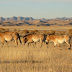 Le cheval de Przewalski réintroduit