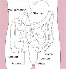 Small intestine diagram | Simple small intestine | Small intestine function