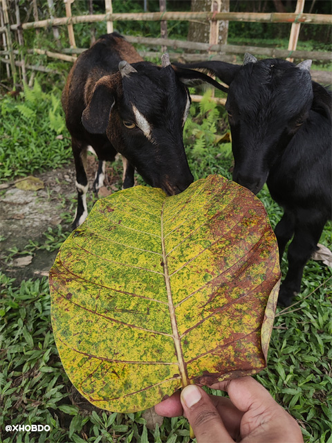 Goat eating tree  leaves