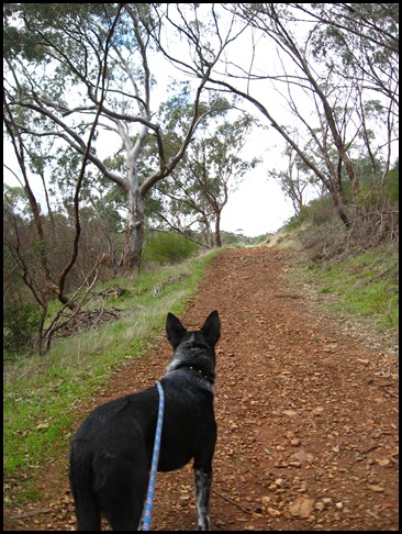 Bushwalking Max