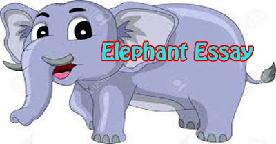 The best cover elephant 