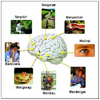 Meningkatkan Kemampuan Otak
