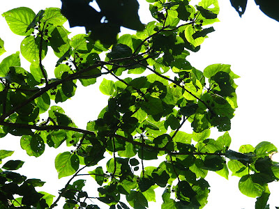 Green leaves against the white sun