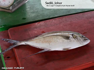 Gambar ikan di Jeti Tanjung Sedili, Sedili Besar, Johor, Malaysia. Teks makanan sesuai untuk kucing.