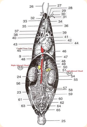 Adrenal glands