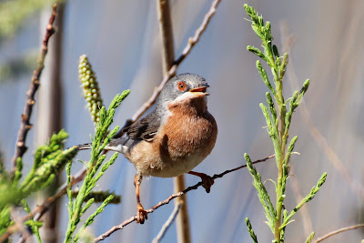 - Westelijke Baardgrasmus - Sylvia cantillans cantillans