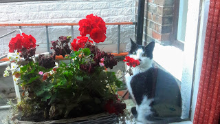 Cat sitting on a windowsill next to flowers