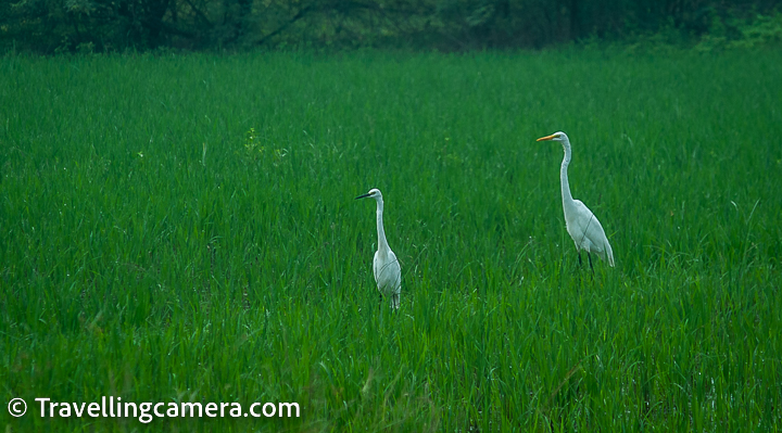 Egrets are often seen wading through the shallow waters of Pulicat Lake, searching for small fish, frogs, and other aquatic creatures to eat. They are known for their graceful movements and can often be seen standing motionless in the water, waiting patiently for their prey to appear.