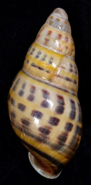 Amphidromus wetaranus wetaranus 32.67mm