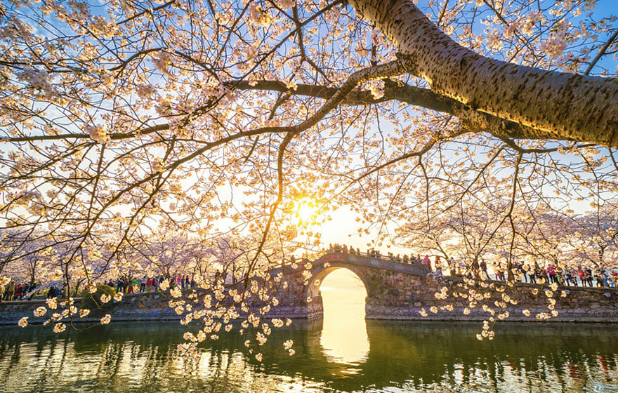 22 Magical Photos Of Cherry Blossoms That Have Just Bloomed In China