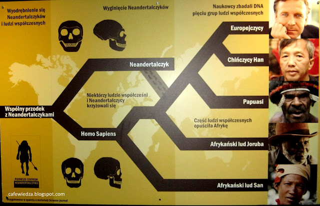 Tablica pokazująca ile genów Neandertalczyka nosimy.