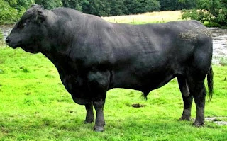 Gambar sapi angus - sapi pedaging impor usahaternak