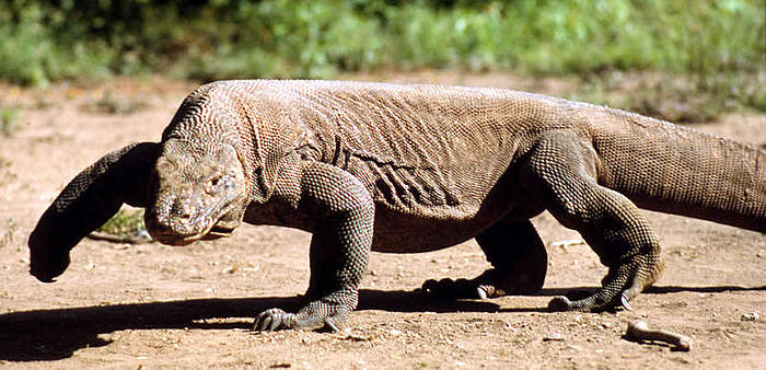 Resultado de imagen de blogspot,  dragón de Komodo