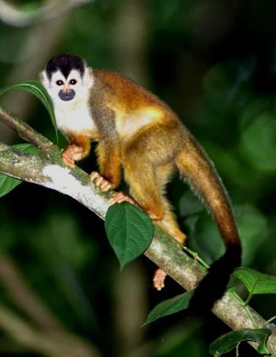 Squirrel Monkey - Most Expensive(funniest area)