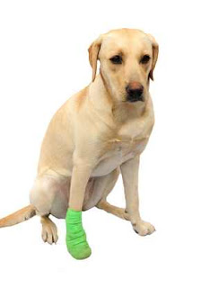 Arthritis in Dogs Information