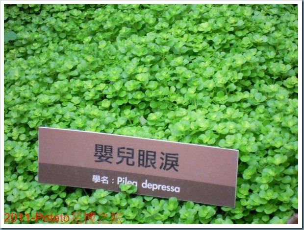 DSCN8731