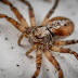 Salud Pública y Medio Ambiente descartan casos por mordeduras sean provocados por araña marrón