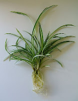 Chlorophytum comosum