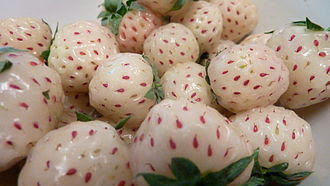 pineberry jenis beri kultivar