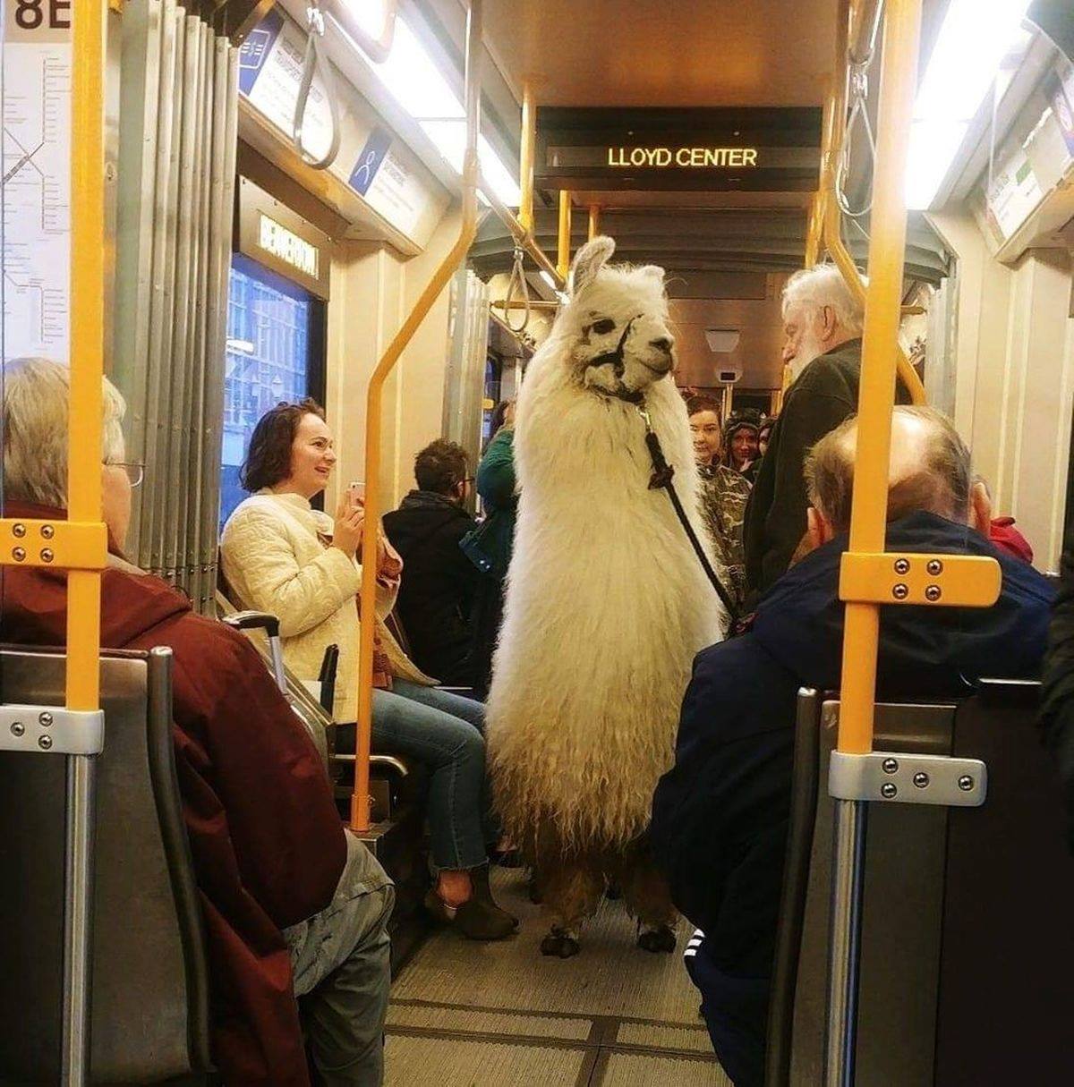 Caesar, the pet llama