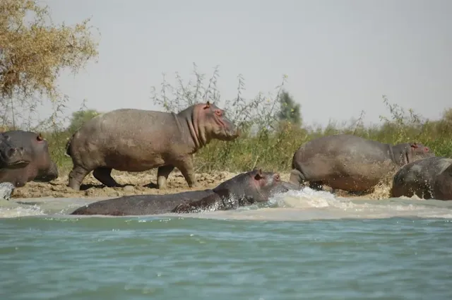 L'Incroyable Vie de l'Hippopotame : Secrets et Comportements Inattendus Révélés