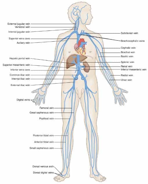 anatomi pembuluh darah vena