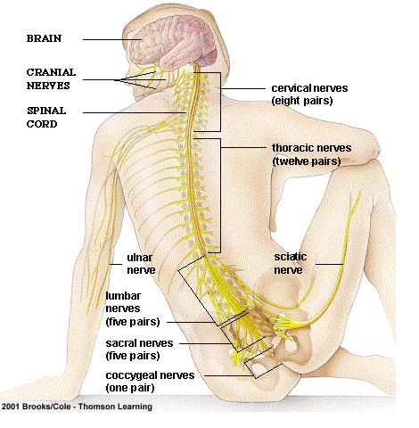 digestive system diagram to label. tomorrow homepage,label Spinelabel digestive glossary of they have Hood music video, lala lajpat rai institute Digestive+system+diagram+without+labels