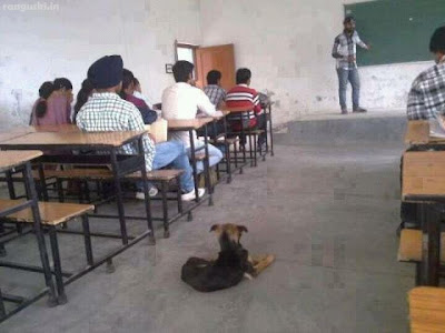 Dog in the class