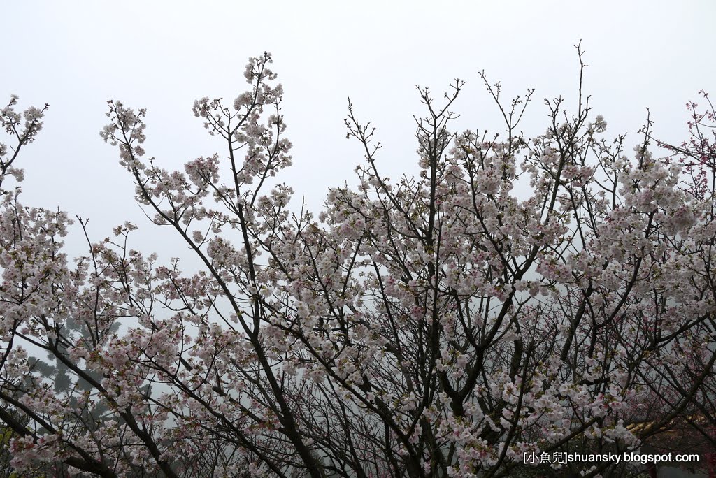 2011陽明山花季  櫻花 杜鵑花  春天