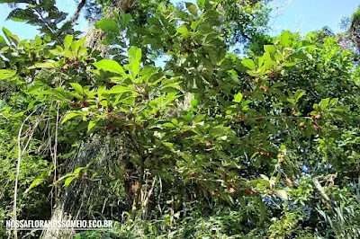 pequena árvore tamanqueiro em meio a mata com copa aberta e pouco ramificada