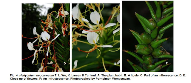 Hedychium neocarneum T.L.Wu, K.Larsen & Turland